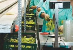 Food，medical field